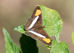 Adelpha thessalia
