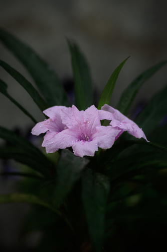 Petunia Mexicana (Ruellia simplex) · iNaturalist Panamá