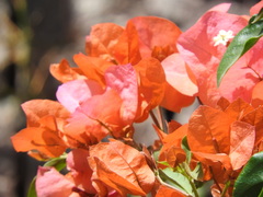 Bougainvillea