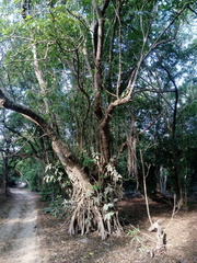 Bravaisia integerrima