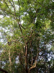 Bravaisia integerrima