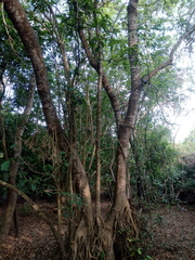 Bravaisia integerrima