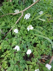 Anemonoides nemorosa