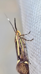 Esperia sulphurella