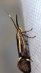 Esperia sulphurella