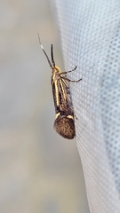 Esperia sulphurella