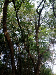 Bravaisia integerrima