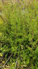 Minthostachys mollis