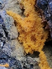 Hemitrichia serpula