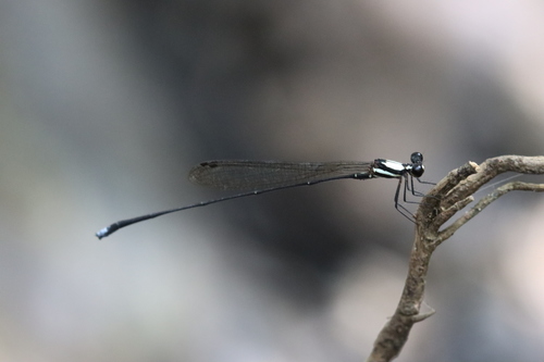 Prodasineura villiersi