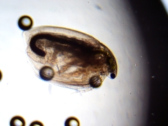 Simocephalus exspinosus