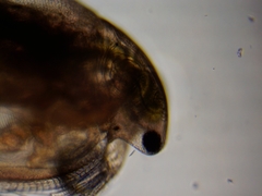 Simocephalus exspinosus