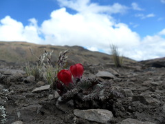 Nototriche ticsanica