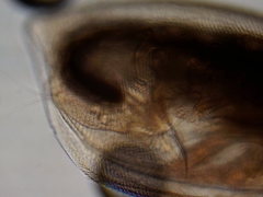 Simocephalus exspinosus