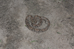 Bothrops mattogrossensis