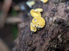 Lachnellula agassizii