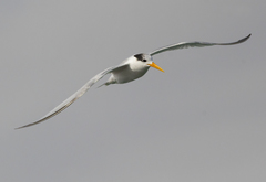 Thalasseus bengalensis