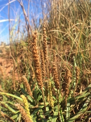 Plantago maritima juncoides