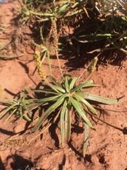 Plantago maritima juncoides
