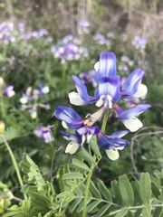 Astragalus nuttallianus macilentus