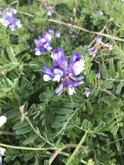 Astragalus nuttallianus macilentus