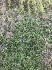 Astragalus nuttallianus macilentus