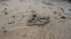 Psomophis genimaculatus