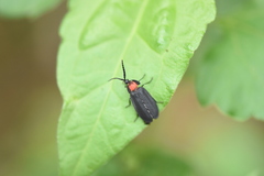 Pyrocoelia formosana