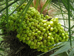 Trithrinax brasiliensis