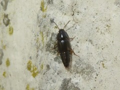 Tachinus rufipes