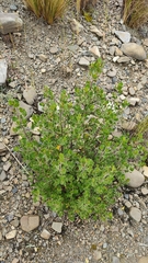 Baccharis papillosa