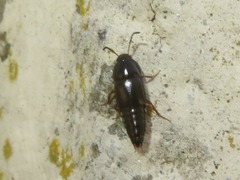Tachinus rufipes