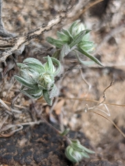 Stylocline micropoides