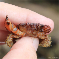 Paraxanthias taylori
