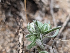 Stylocline micropoides