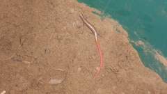 Vanzosaura rubricauda