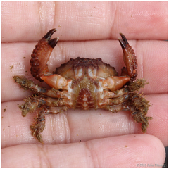 Paraxanthias taylori