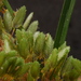 Cyperus surinamensis - Photo (c) Dan Johnson,  זכויות יוצרים חלקיות (CC BY-NC), uploaded by Dan Johnson