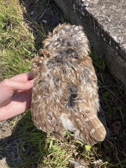 Athene noctua indigena