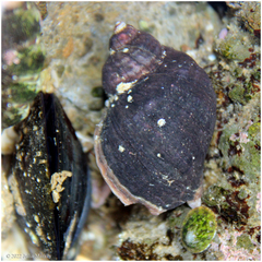 Mexacanthina