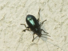 Altica lythri