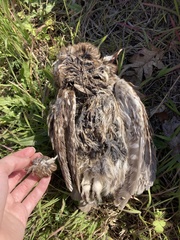 Athene noctua indigena