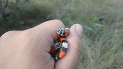 Xenodon matogrossensis