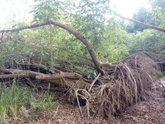 Bravaisia integerrima