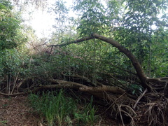 Bravaisia integerrima