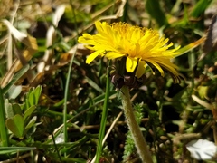 Taraxacum tortilobum