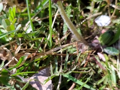 Taraxacum tortilobum