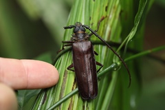 Derobrachus longicornis