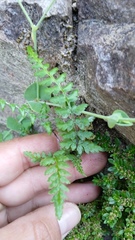 Pteridoideae