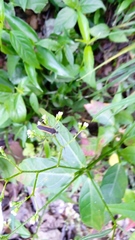 Plapigus circumcinctus